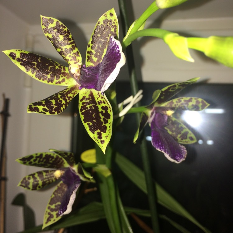 plant image 522915