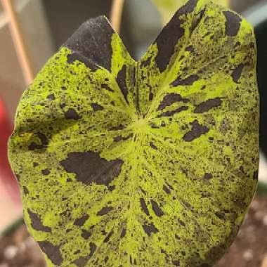 Colocasia esculenta 'Mojito'
