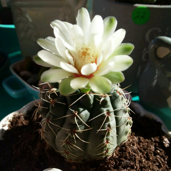 plant image 1108124