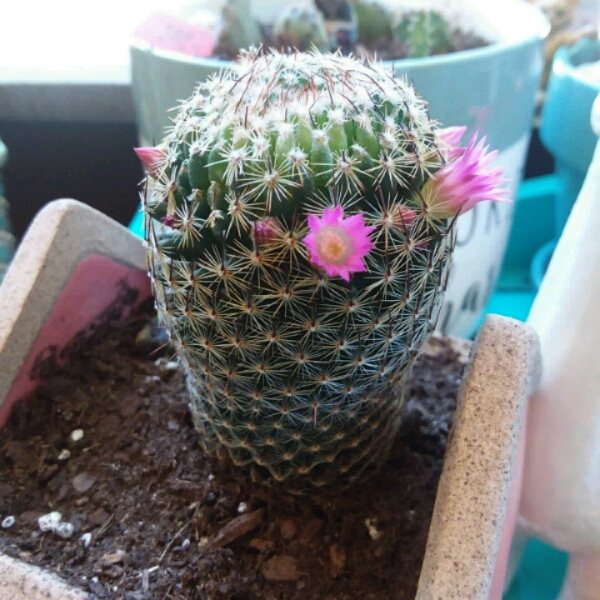 Plant image Mammillaria matudae