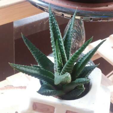 Haworthiopsis limifolia syn. Haworthia limifolia