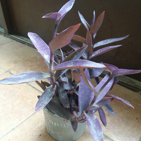 plant image 1117456 plant image 1117456