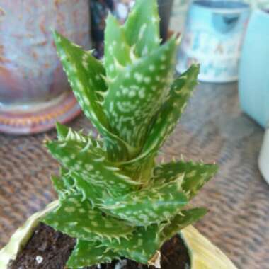 Aloe 'Juvenna'