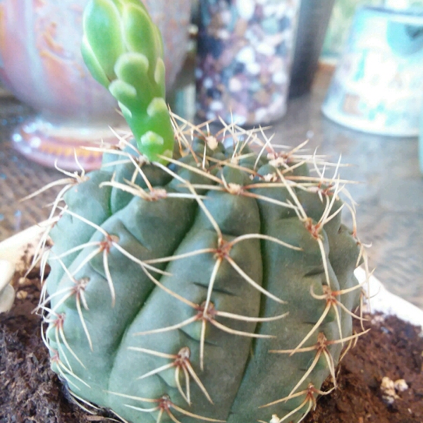 plant image 1119332
