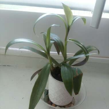 Tradescantia spathacea  syn. Rhoeo spathacea, Rhoeo discolor
