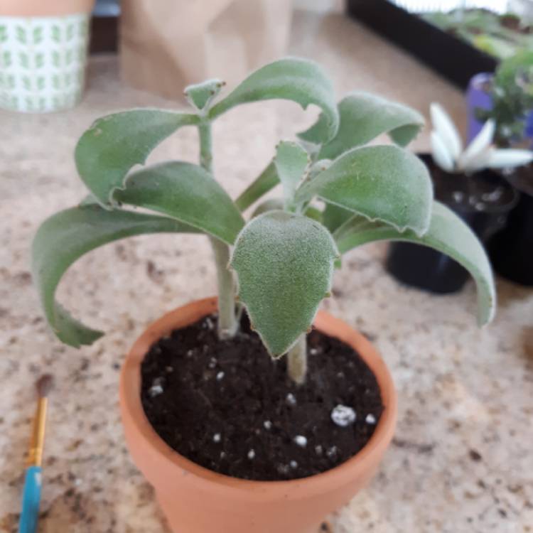 Plant image Kalanchoe Beharti