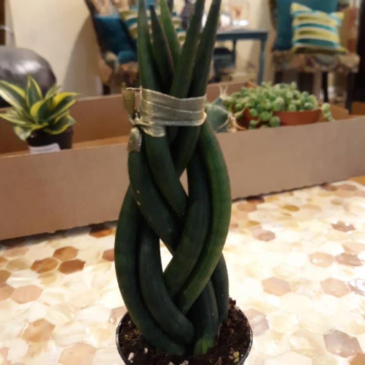 plant image 1138927