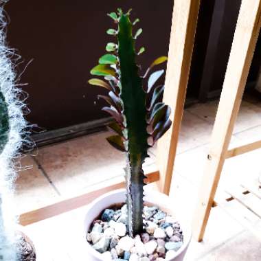 Euphorbia trigona rubra