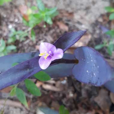 Tradescantia pallida 'Purpurea' syn. Tradescantia pallida 'Purple Heart'