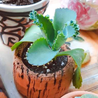 Kalanchoe laetivirens