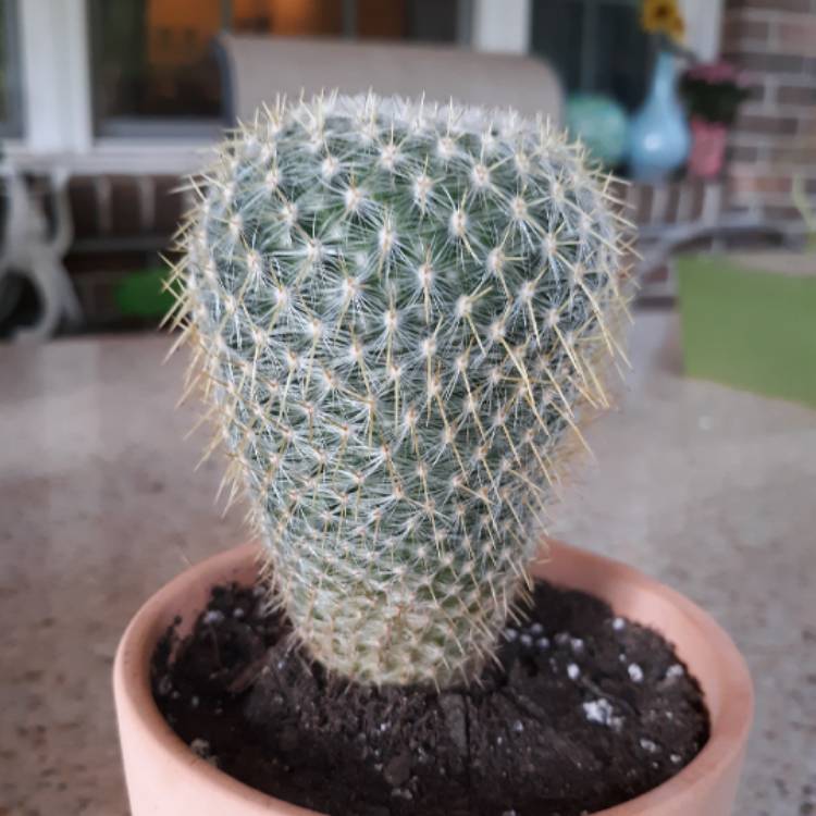 Plant image Mammillaria muehlenpfordtii syn. Mammillaria neopotosina, Mammillaria celsiana