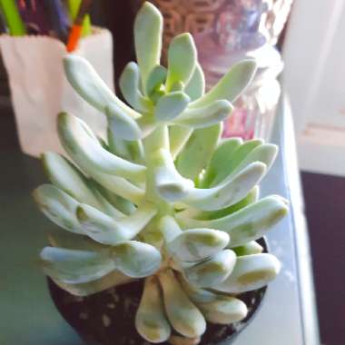 x Pachyveria Clavifolia