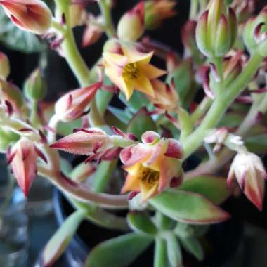 Echeveria Pulvinata var. Pulvinata