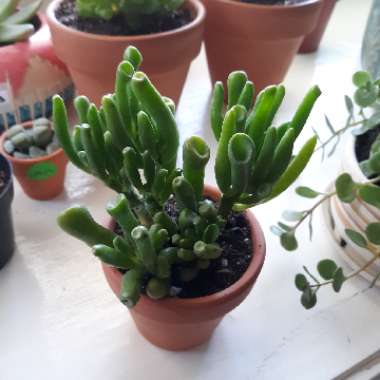 Crassula ovata 'Gollum'