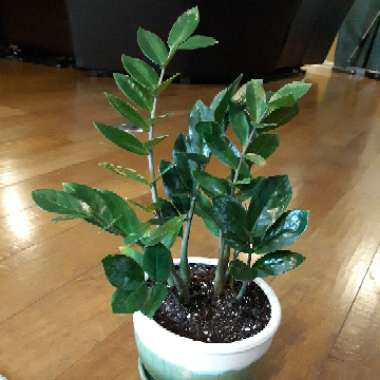 Zamioculcas zamiifolia