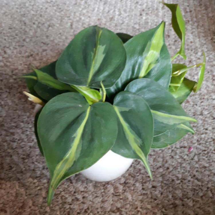 plant image 1184675