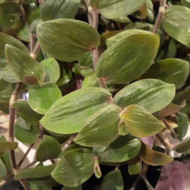 plant image 1185758 plant image 1185758