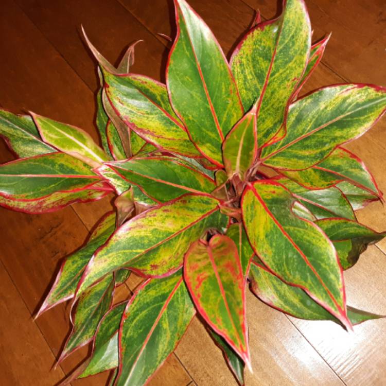 Aglaonema 'Siam', Chinese Evergreen 'Siam' - uploaded by ...