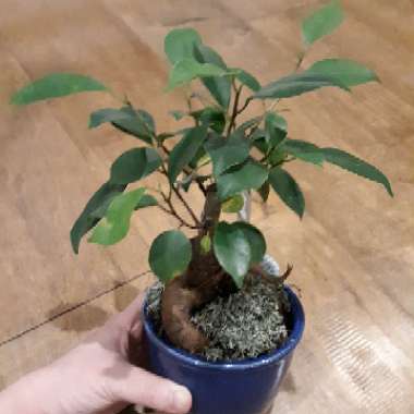 Ficus microcarpa (Bonsai)