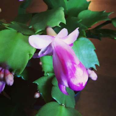 Schlumbergera truncata