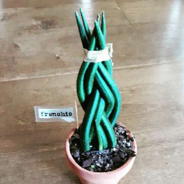 Sansevieria cylindrica