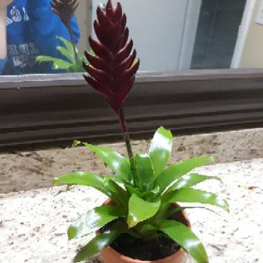Vriesea splendens