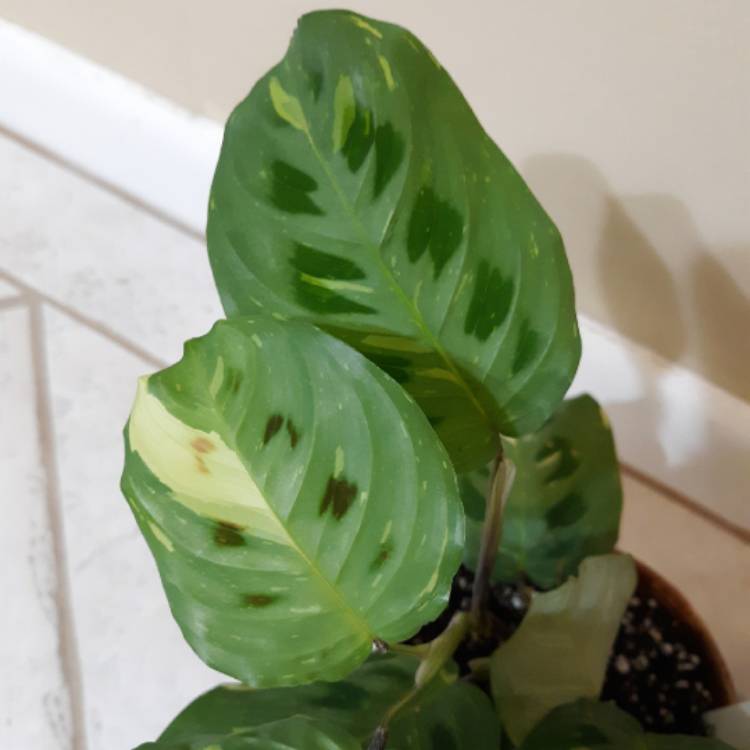 Plant image Maranta leuconeura 'Kerchoveana'