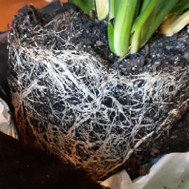 Spathiphyllum wallisii