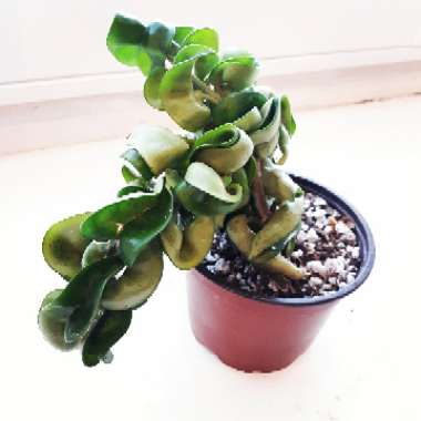 Hoya carnosa 'Compacta'