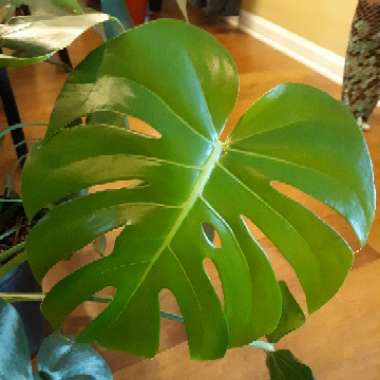 Monstera deliciosa