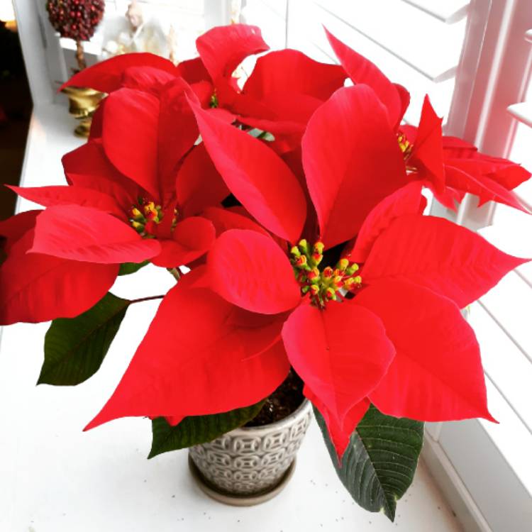 plant image 1210302