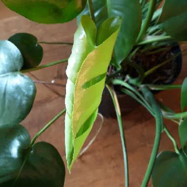 Monstera deliciosa