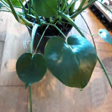 Monstera deliciosa
