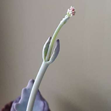 Kalanchoe Humilis