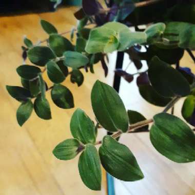 Tradescantia chrysophylla 'Baby Bunny Bellies'