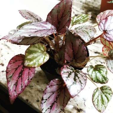 Begonia (Rex Cultorum Group)  syn. Begonia rex