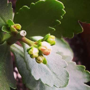 Kalanchoe blossfeldiana Pink Queen