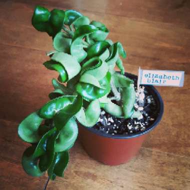 Hoya carnosa 'Compacta'