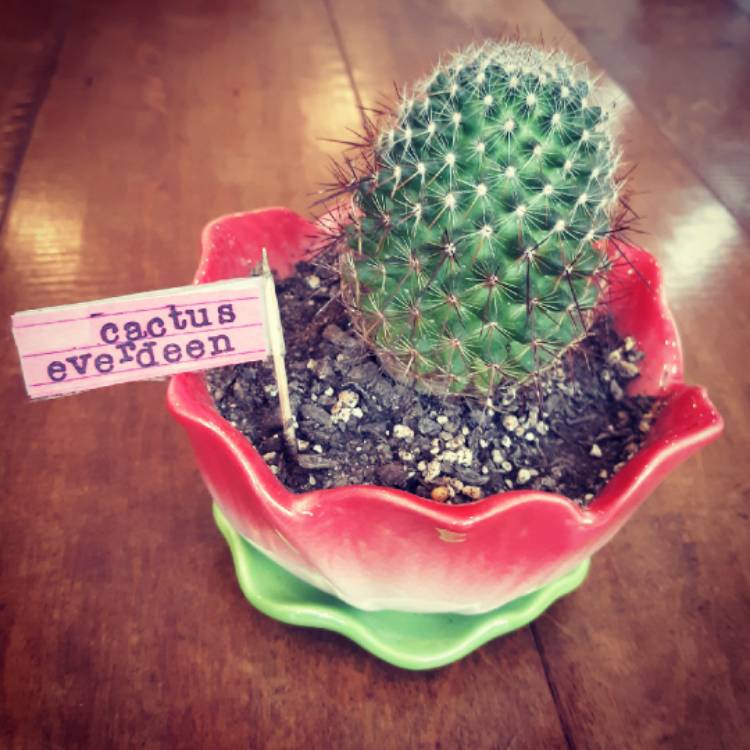 Plant image Mammillaria rhodantha