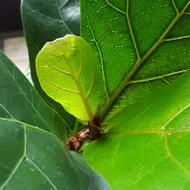 Ficus lyrata