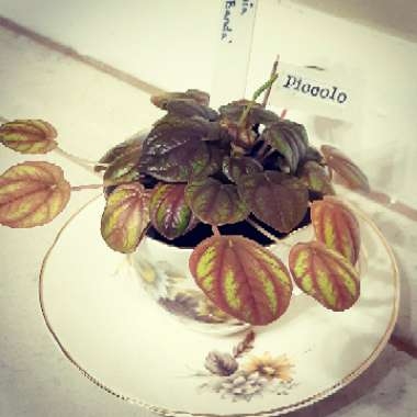 Peperomia 'Peppermill'