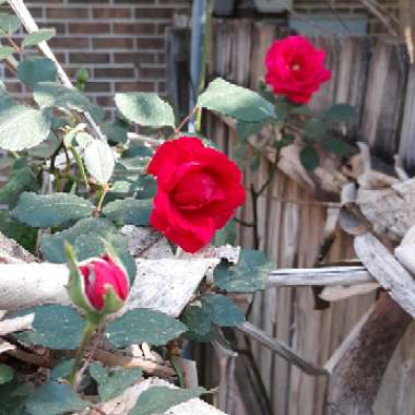 Rosa (Rambler)