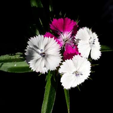 Dianthus barbatus