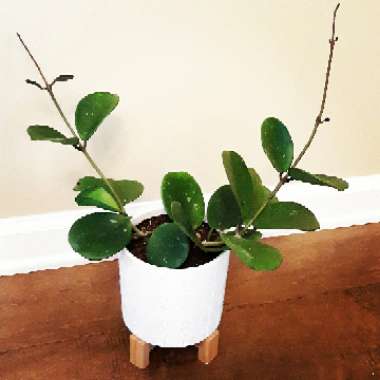 Hoya Obovata