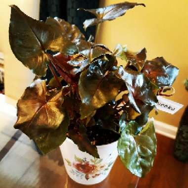 Syngonium podophyllum 'Bronze'