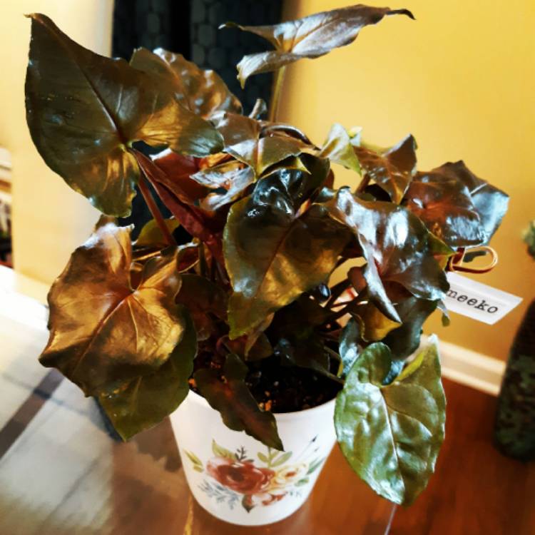 Plant image Syngonium podophyllum 'Bronze'