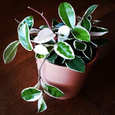 Hoya carnosa 'Krimson Queen' syn. 'Crimson Queen'