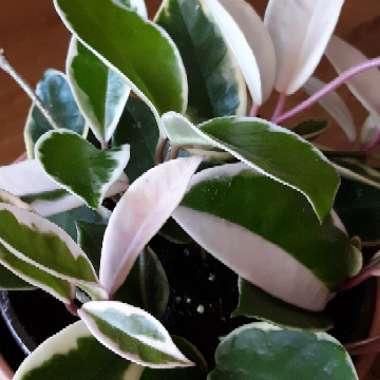 Hoya carnosa 'Krimson Queen' syn. 'Crimson Queen'