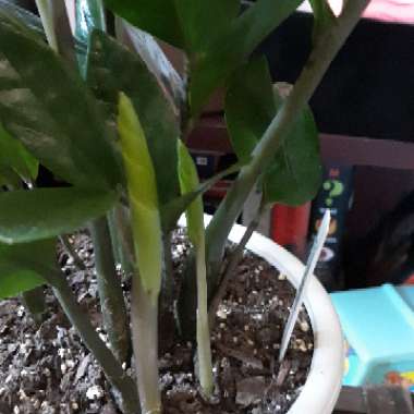 Zamioculcas zamiifolia