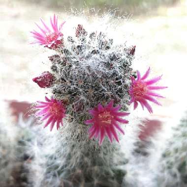 Mammillaria bocasana 'Roseiflora'